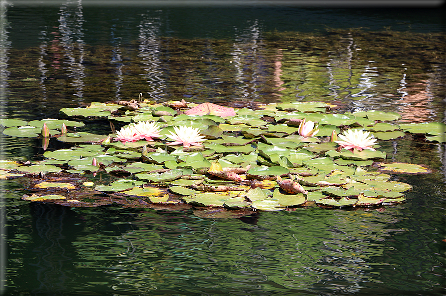 foto Giardini Trauttmansdorff - Giardini acquatici